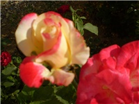 e14ae2b5-Picture 2775.jpg